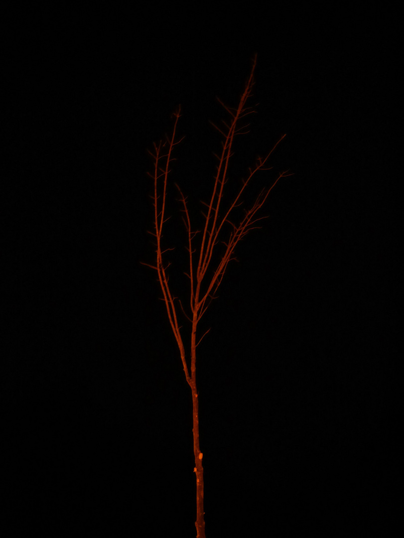 night tree