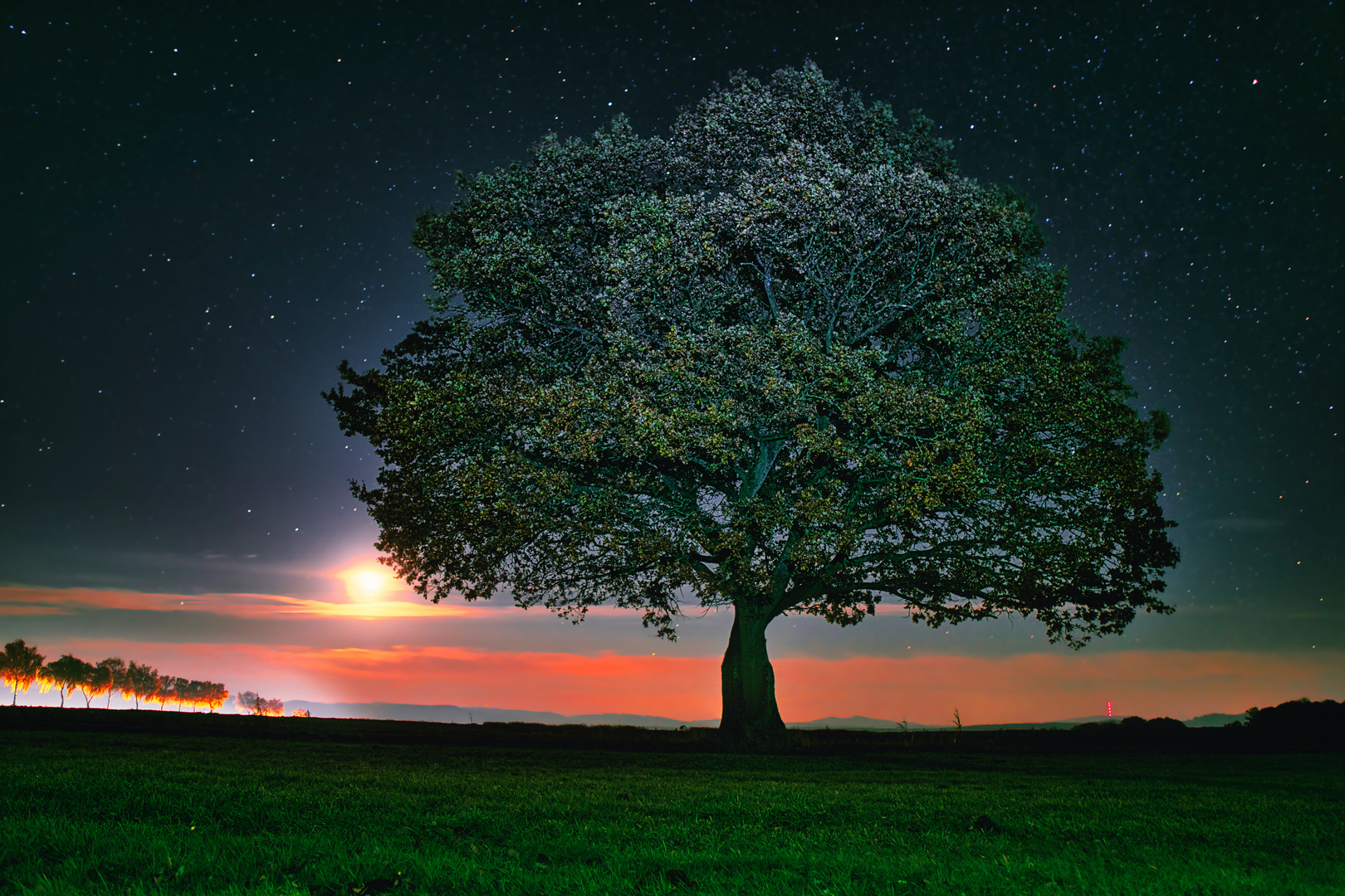 Night Tree 