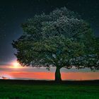 Night Tree 