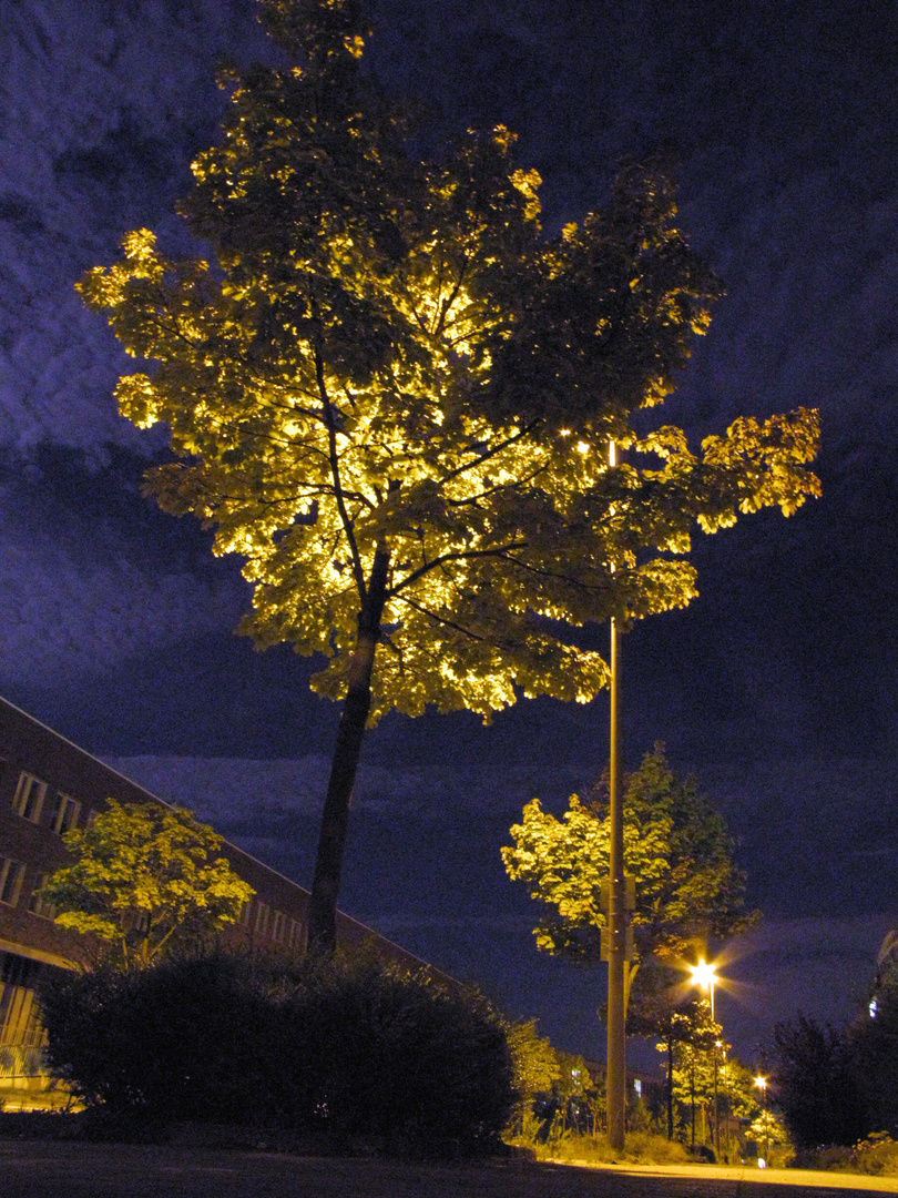 Night-Tree