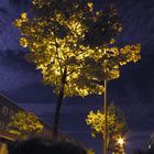 Night-Tree