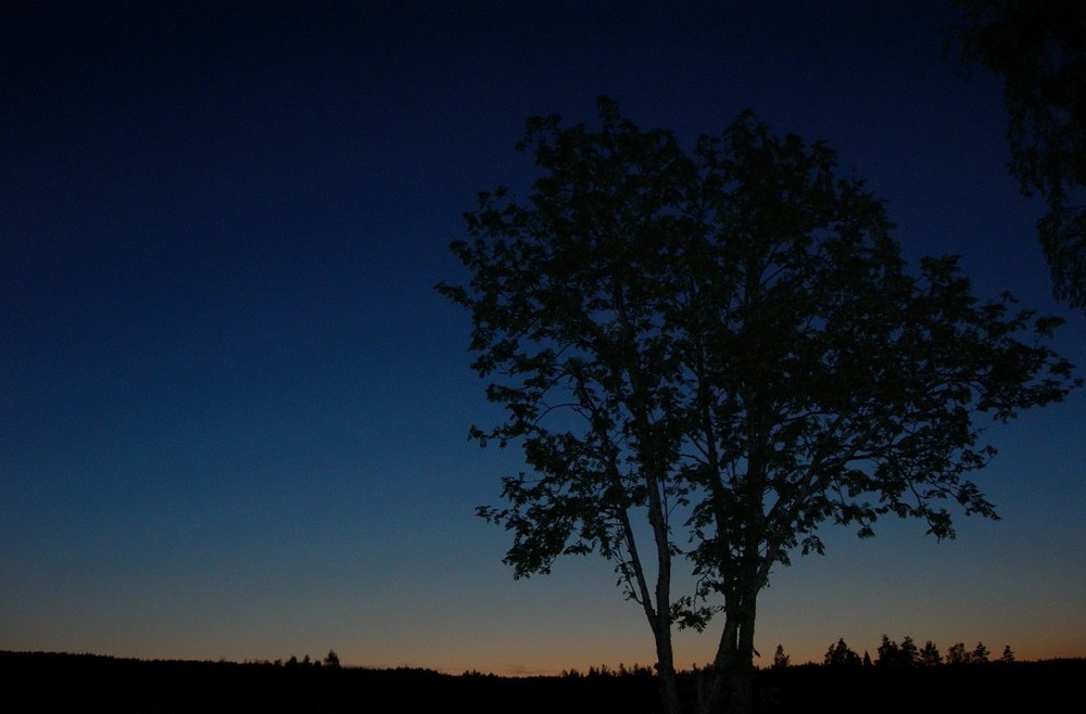 Night tree