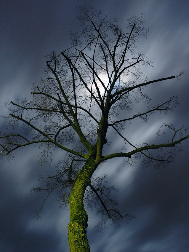 Night Tree