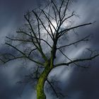 Night Tree