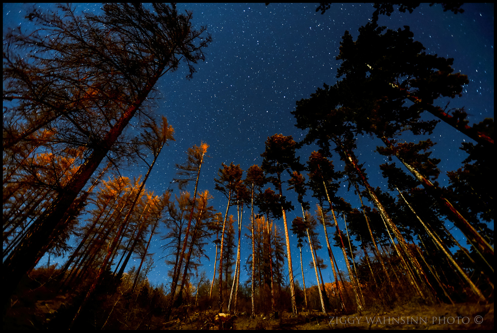 Night Trees