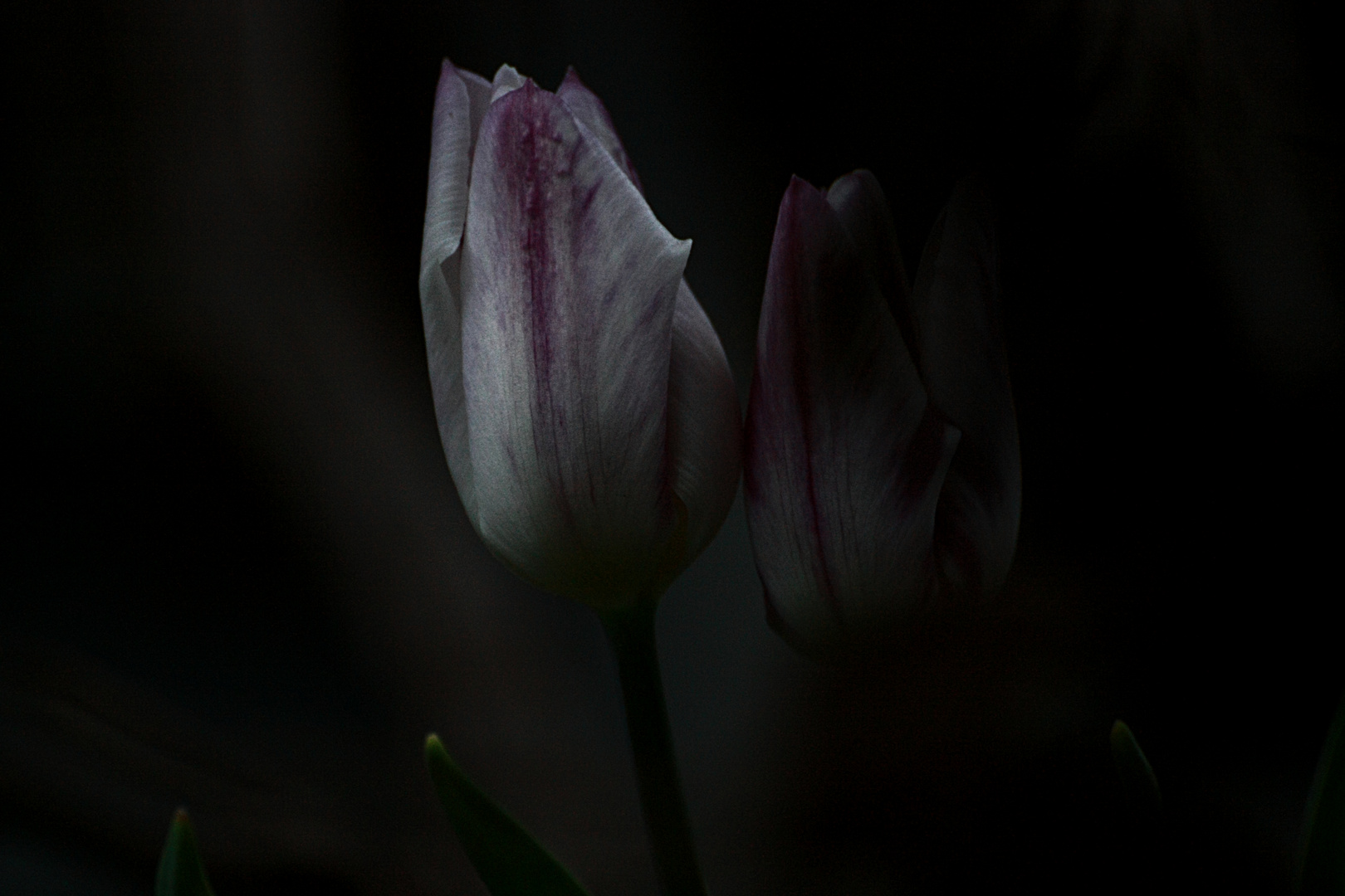 night tulip 