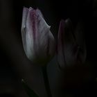 night tulip 