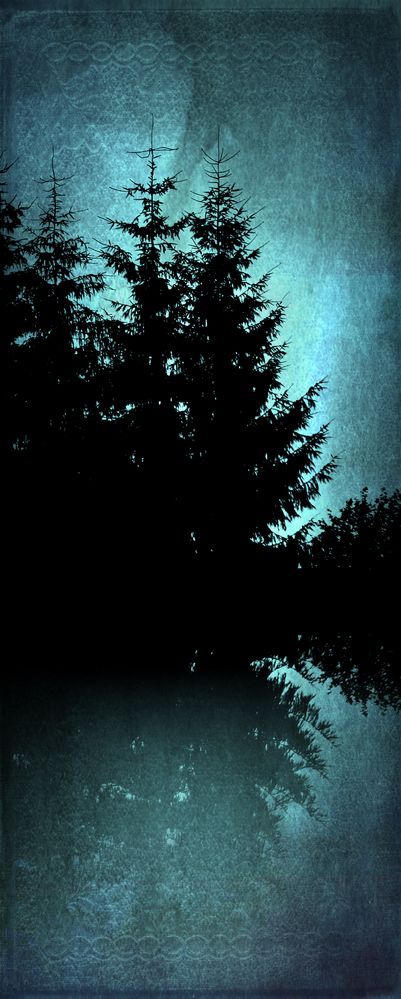 Night whispering firs