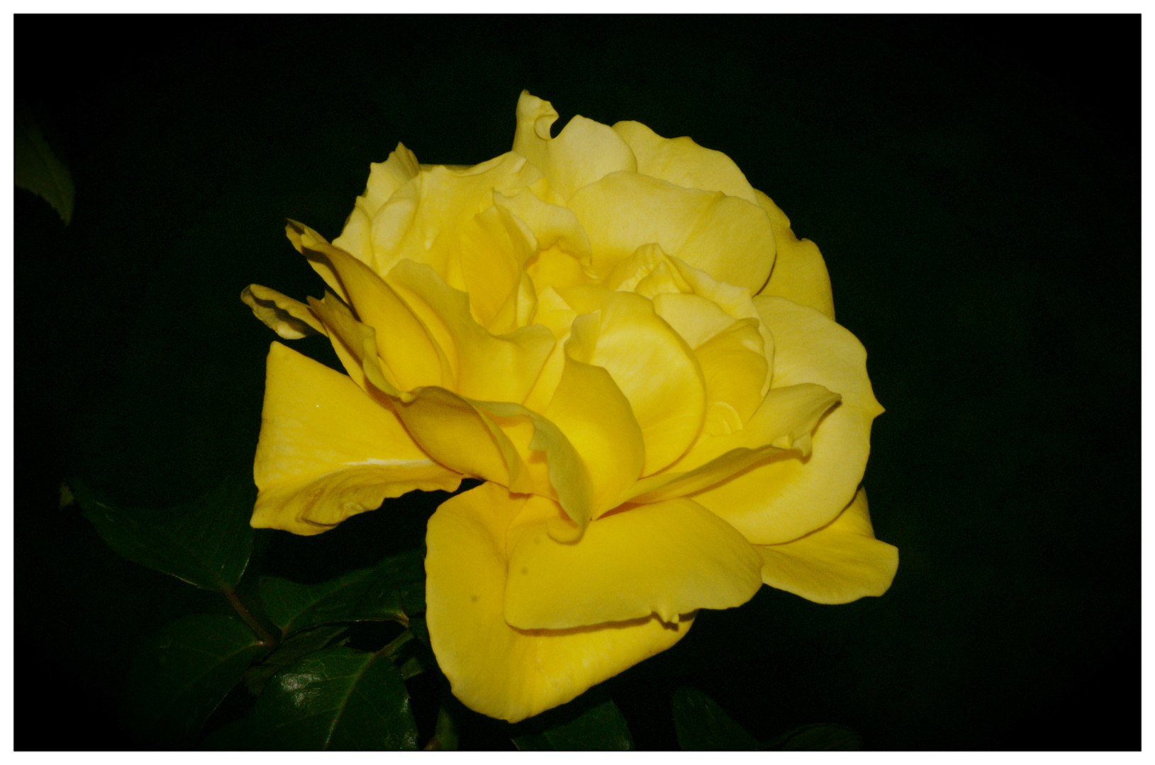 Night Yellow Rose