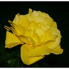 Night Yellow Rose