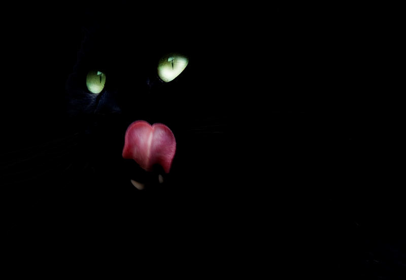 Nightcat