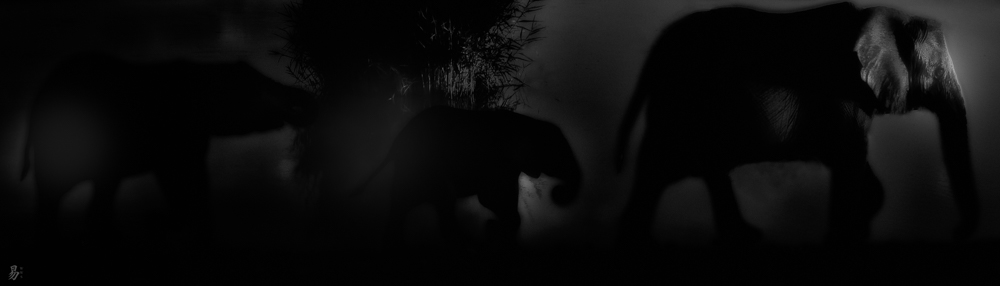 night.e.phant