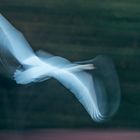 Nightflight, Night-flight of a swan, Schwanenflug in der Nacht, 