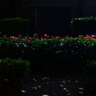 nightflowers