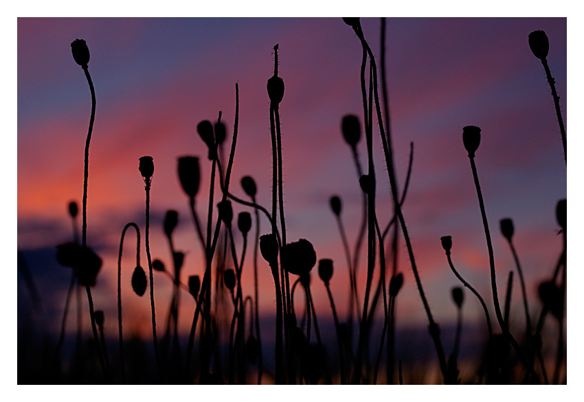 nightflowers