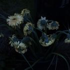 Nightflowers