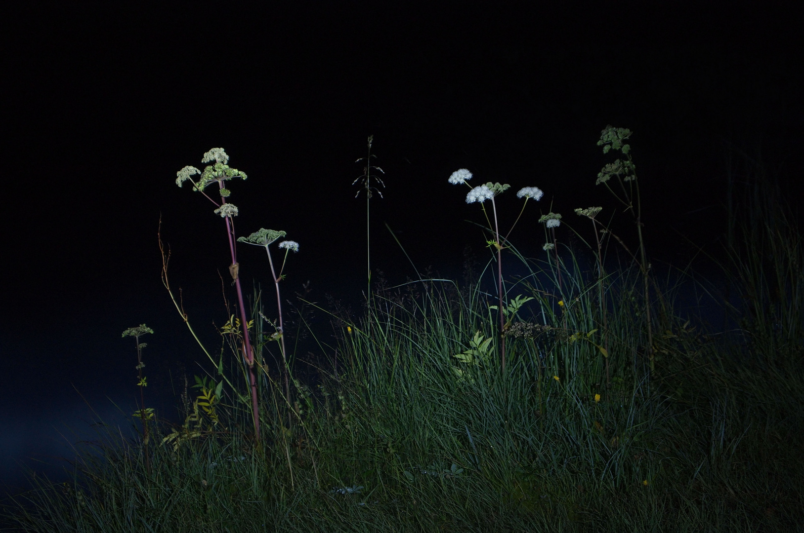 Nightflowers