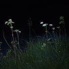 Nightflowers