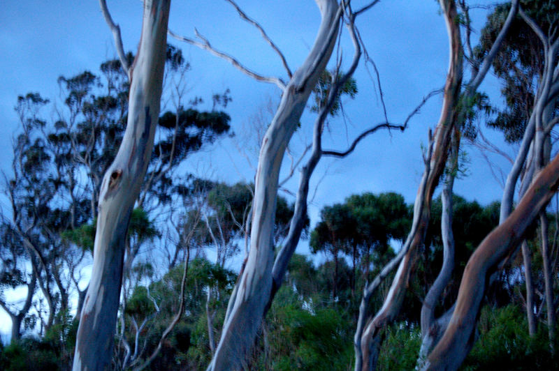 nightgumtrees