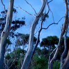 nightgumtrees