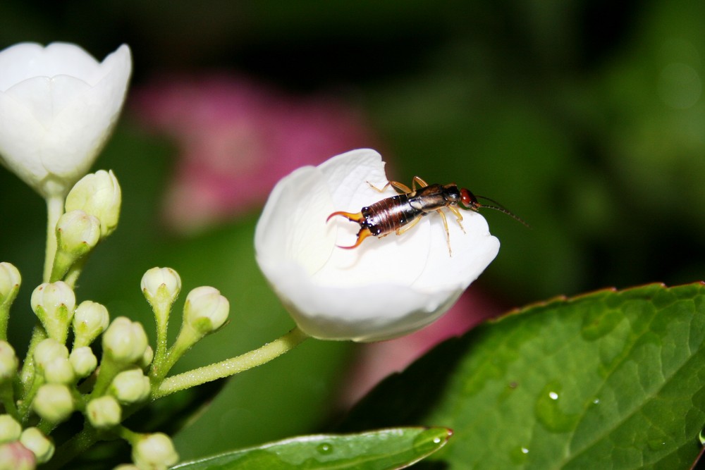 Nightlife im Garten