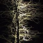 Nightshade Tree