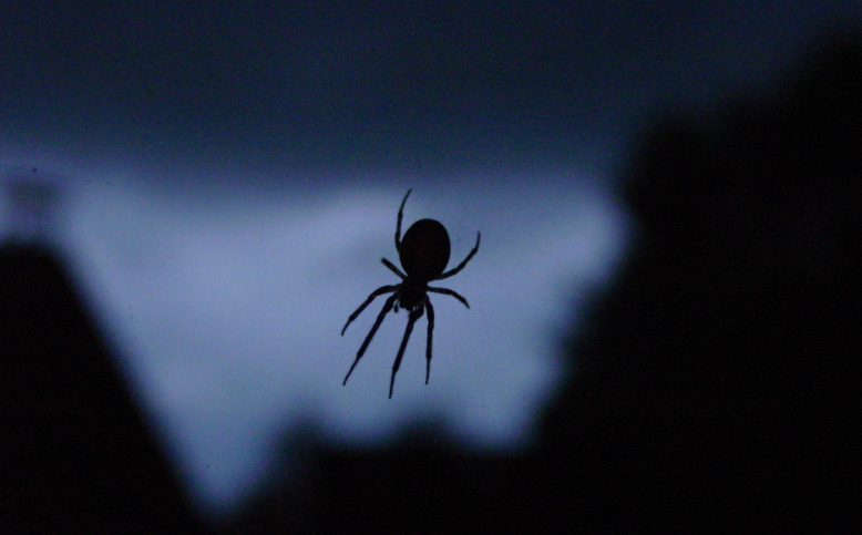 Nightspider