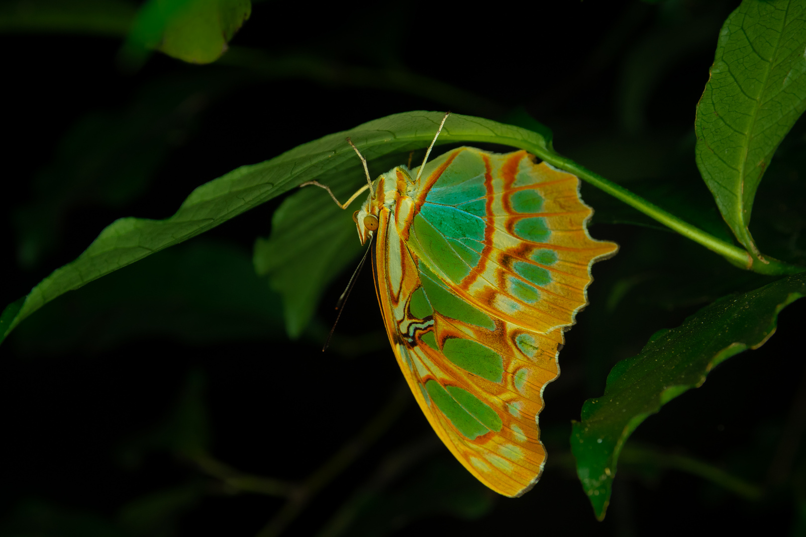 Nighttime Butterfly