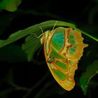 Nighttime Butterfly