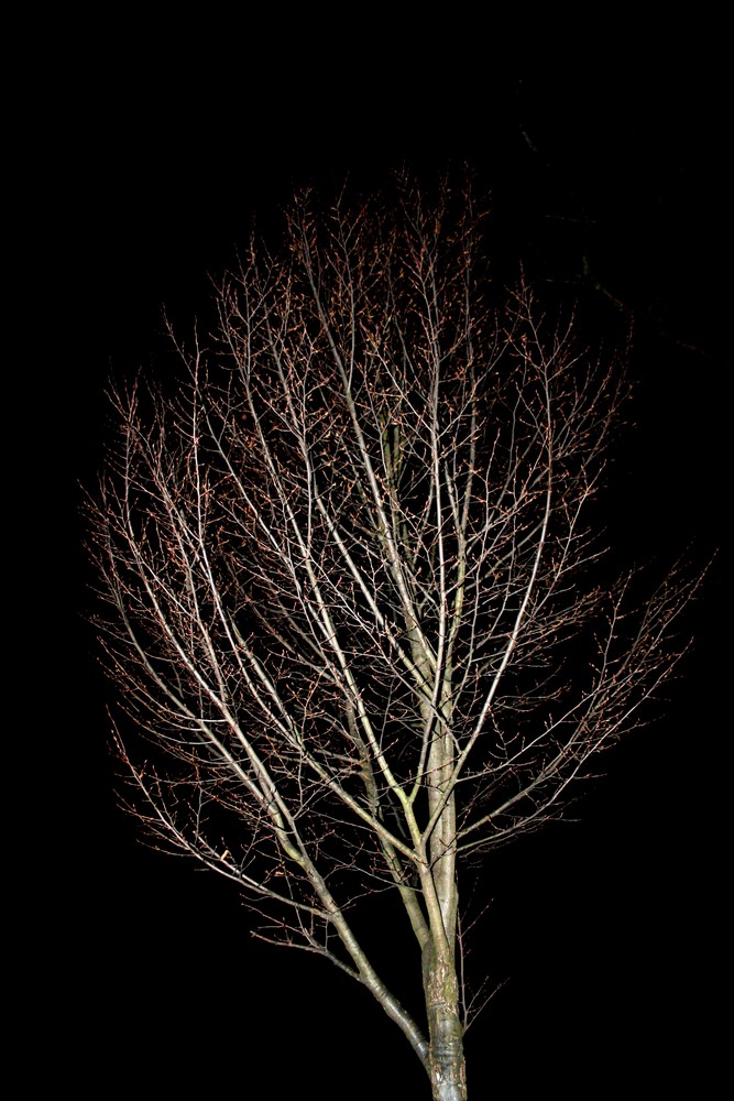Nighttree