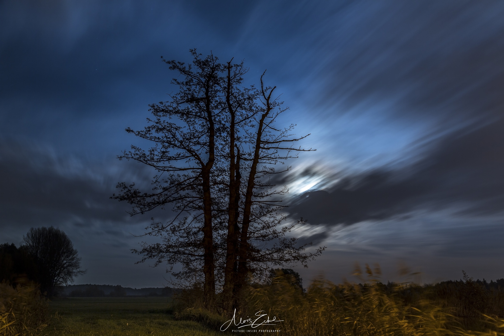 Night:Tree