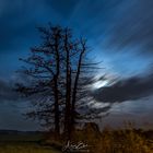 Night:Tree