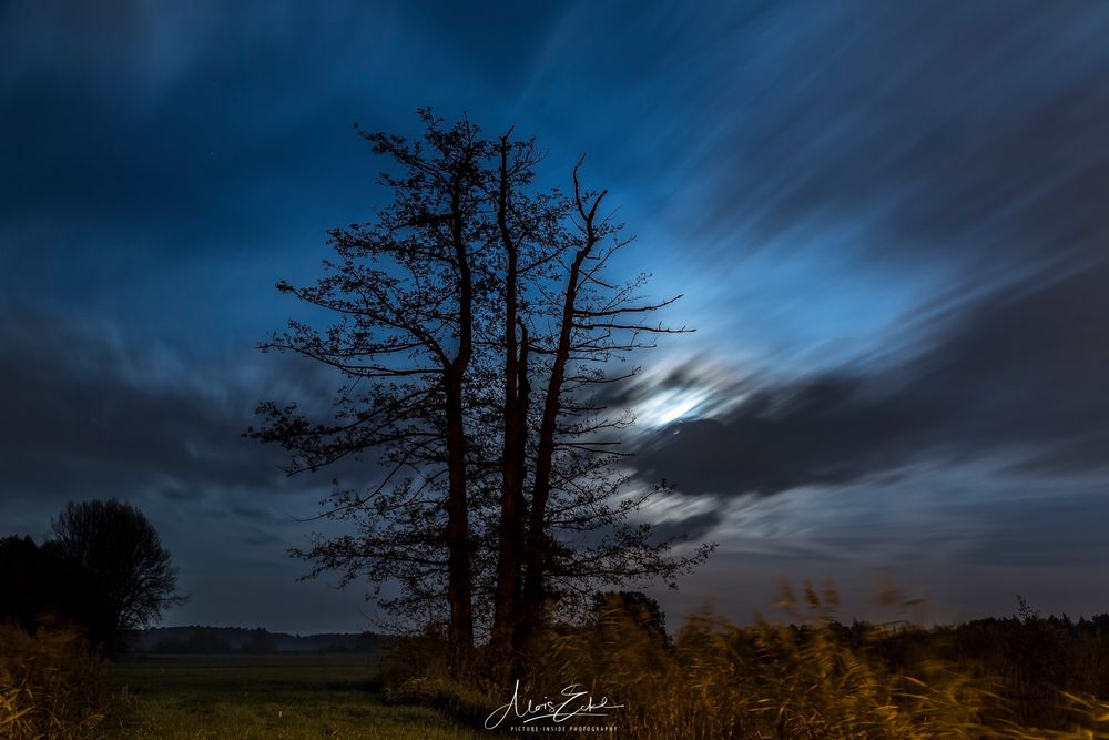 Night:Tree