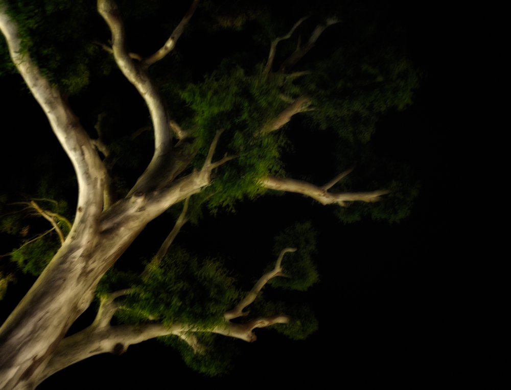 night.tree.whispering