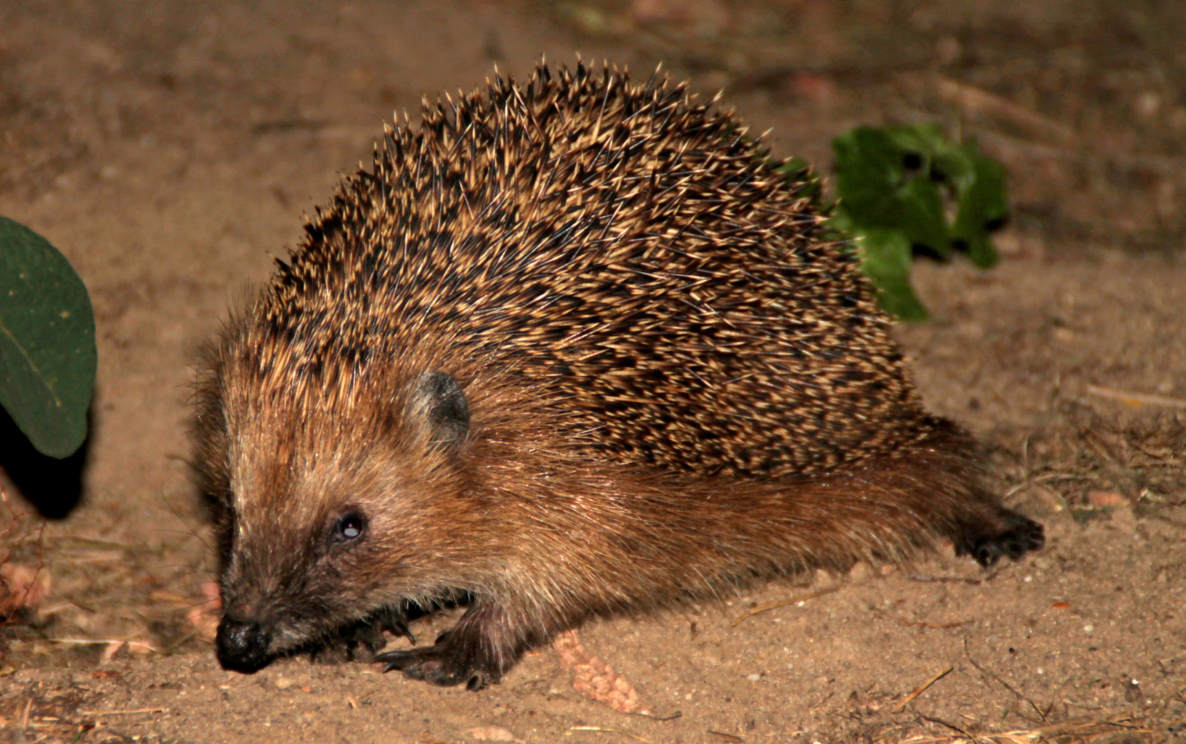 Nightwalker - Igel