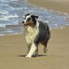 Nighty unser Australian Shepard