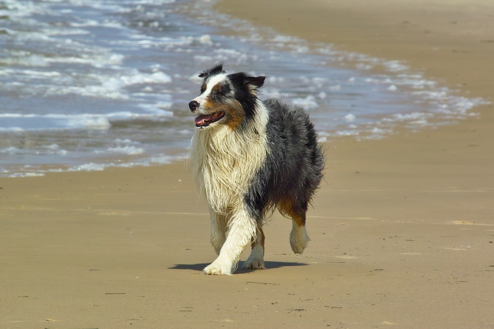 Nighty unser Australian Shepard