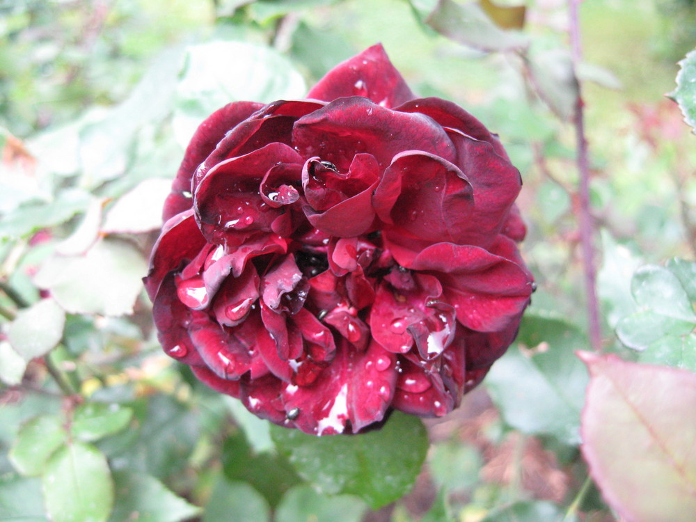 "Nigrette" die sog. "schwarze Rose"