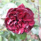 "Nigrette" die sog. "schwarze Rose"