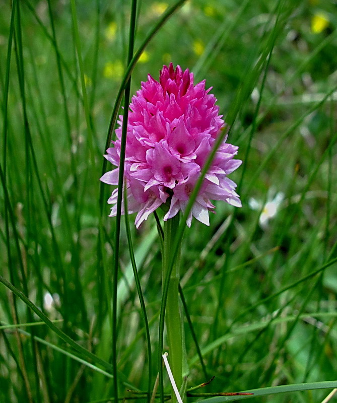 Nigritella miniata