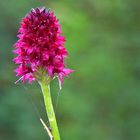 Nigritella nigra - Schwarzes Kohlröschen im Alpinum...