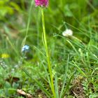 Nigritella rubra