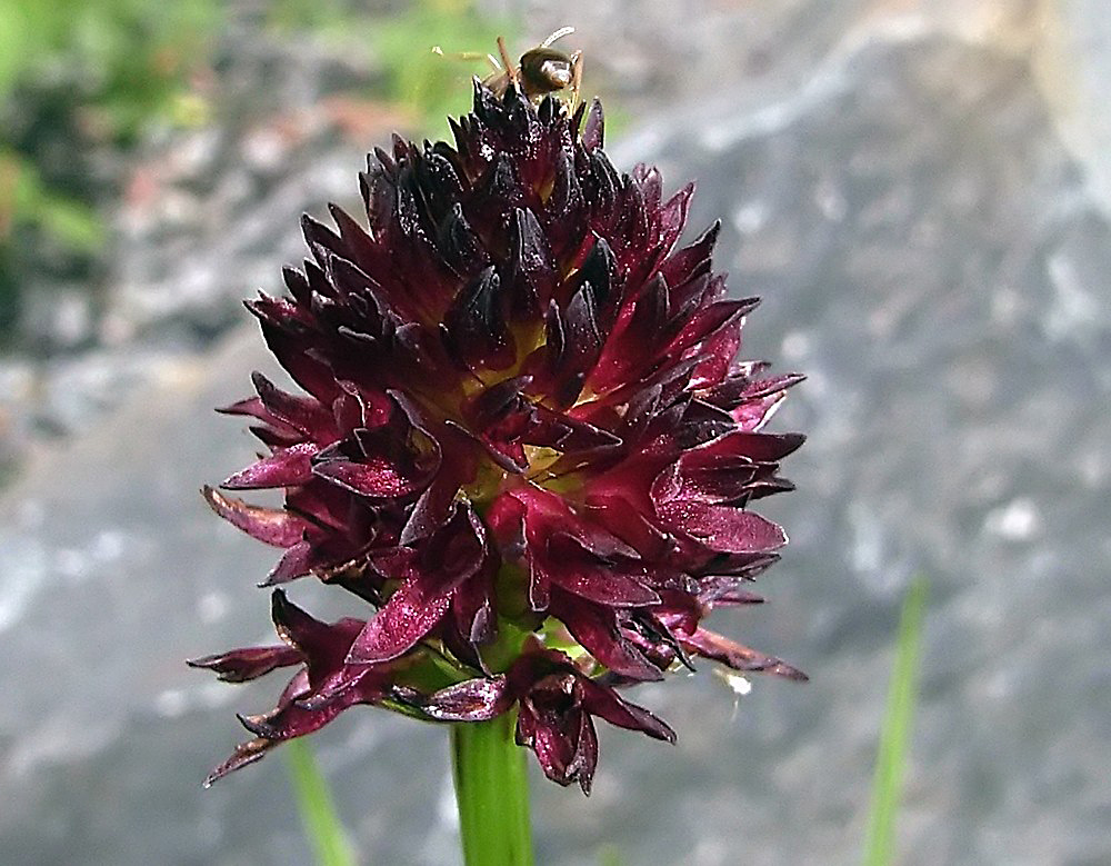 Nigritelle nigra - Schwarzes Kohlröschen , eine hübsche Orchidee mit Ameise im Alpinum