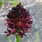Nigritelle nigra - Schwarzes Kohlröschen , eine hübsche Orchidee mit Ameise im Alpinum