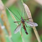 Nigrotipula nigra