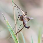 Nigrotipula nigra,Nr.1