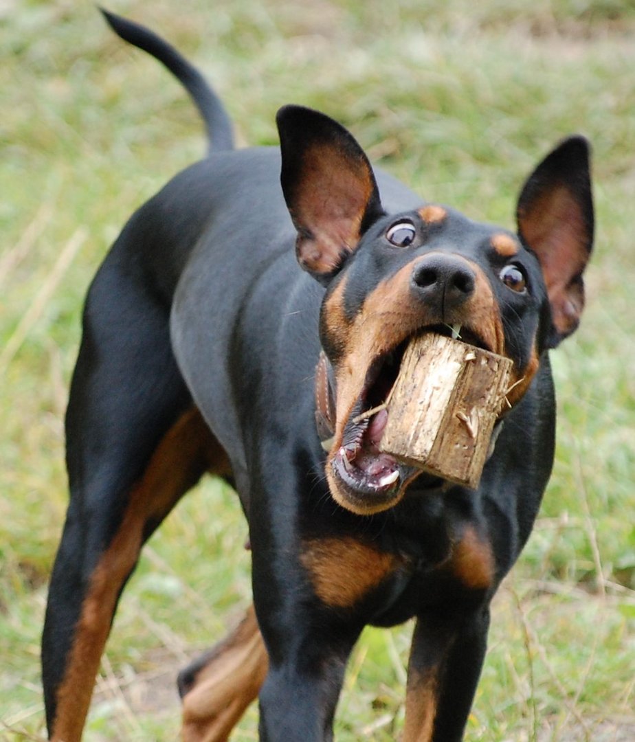 Nika unser Pinscher !