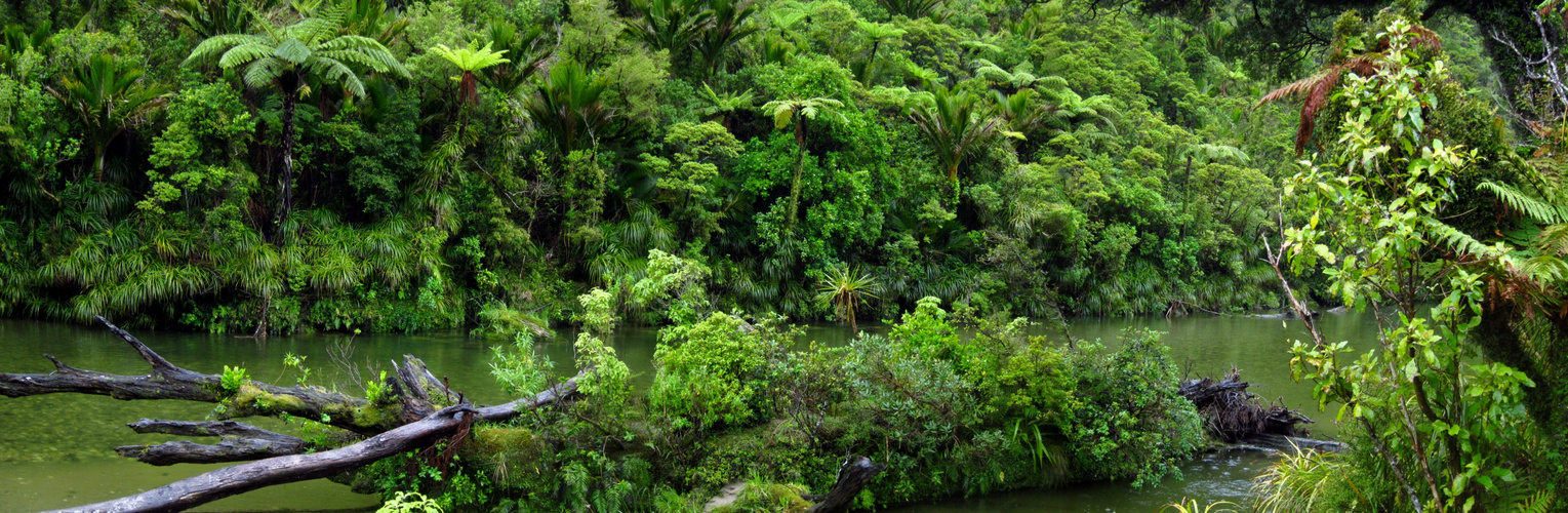 Nikau und Mamaku