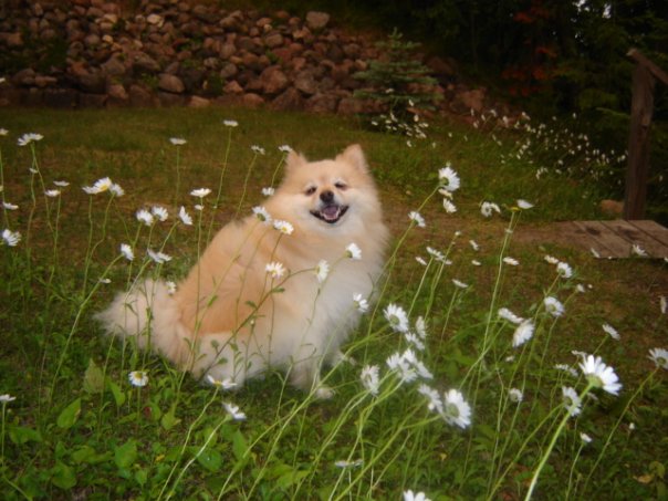 Nikita Among the Daisies.