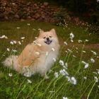 Nikita Among the Daisies.